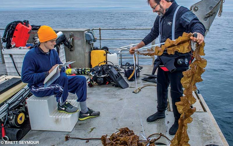 A scientist is measuring kelp and working with another person