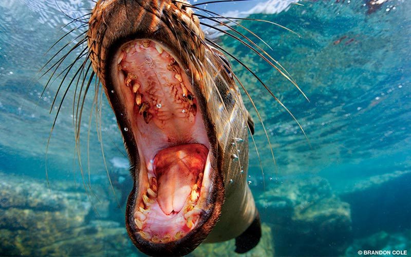 A sea lion swims with its mouth open
