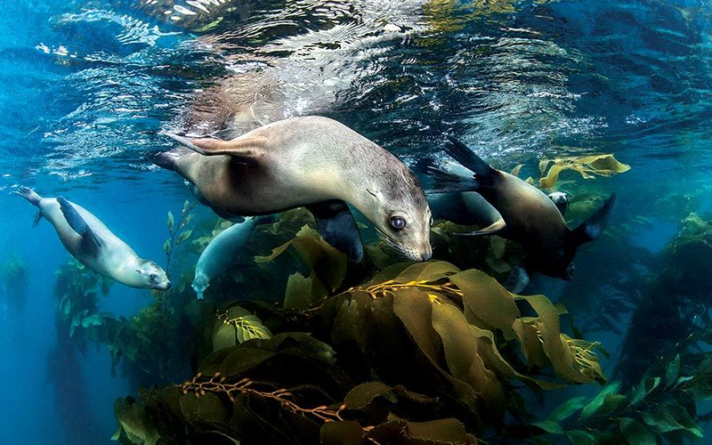 Sea lions frolic near kelp