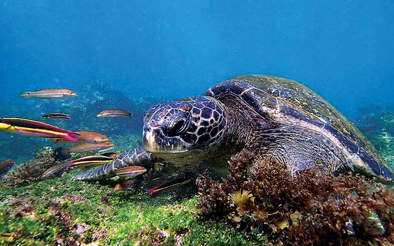 Sea turtle approaches a reef