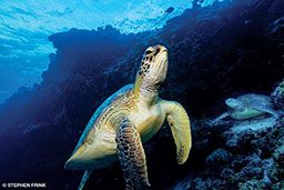 A happy sea turtle says hello to photographer 