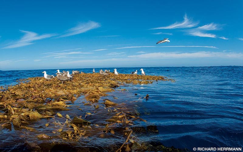 Seagulls perch on a drifting kelp paddy off Santa Barbara Island during the 2015 El Niño.