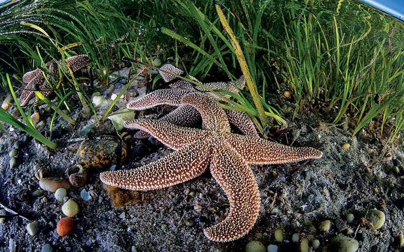 Several starfish lay out one some rocks