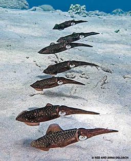 A shoal of brown, spotted squid in linear formation