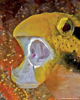A yellow, shorthead fangblenny has its mouth open with two bottom fangs popping out