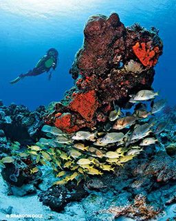 Silver and yellow fish swim around red corals