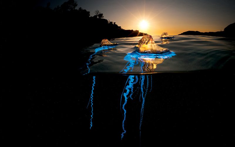 Siphonophores at Sunrise