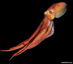An orange giant Pacific octopus floats through dark water