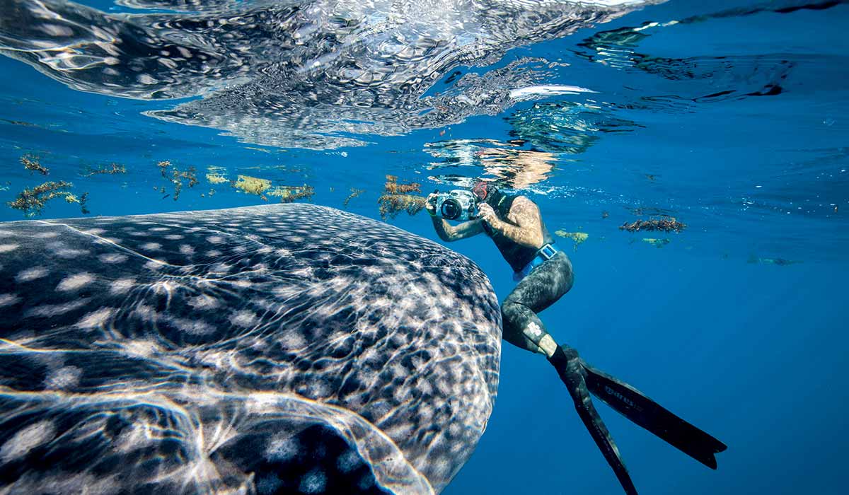 Snorkeler takes photo of whale shark
