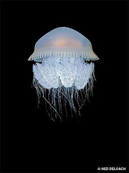 Soccer-ball-sized jellyfish floats around