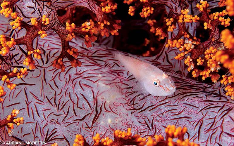 A pink goby swims up pink coral