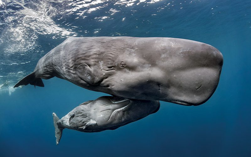 A sperm whale momma and her baby calf