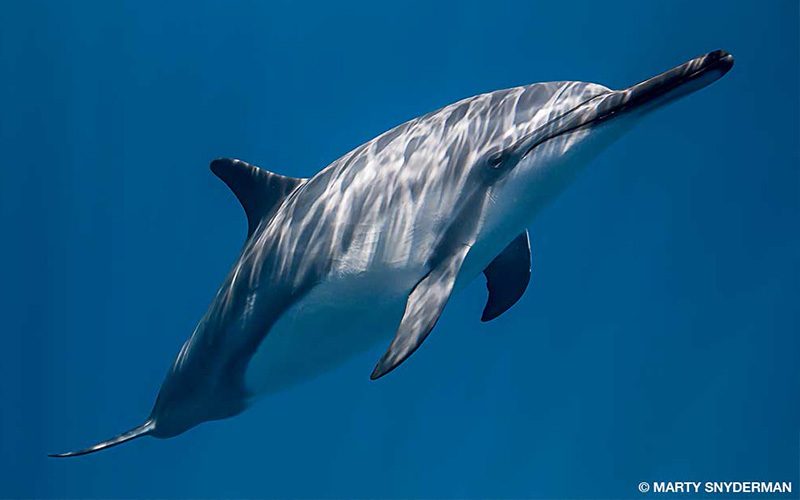 Spinner dolphin in Hawaii