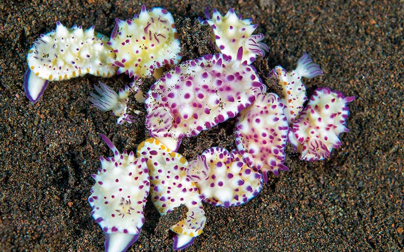 Spotted nudibranches in the sand