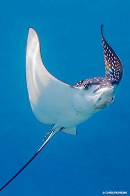 A young spotted eagle ray flaps its wings