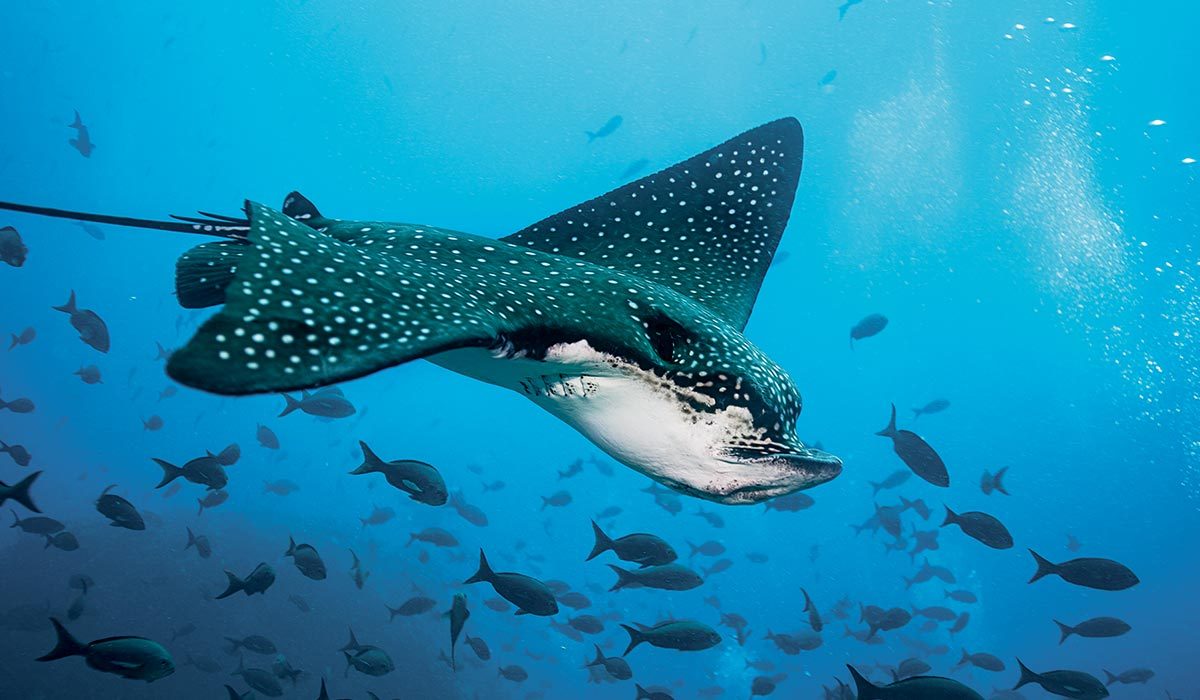 Spotted eagle ray goes for a swim near a school of fish