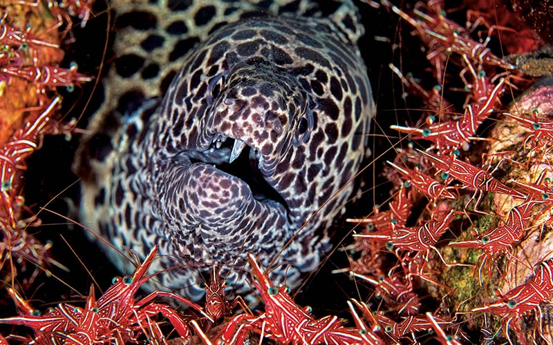 Spotted moray eel surrounded by red shrimp