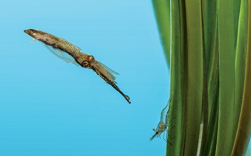 Squid preys on a tiny shrimp on seagrass