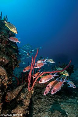Squirrelfish, French grunts and goatfishes hide from the currents on the Rhone.