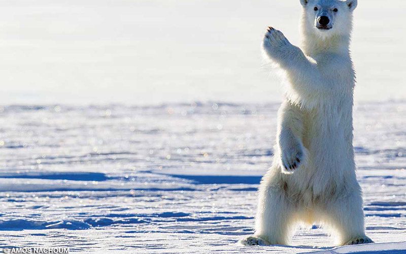 A polar bear stands on its hind legs and waves at the camera