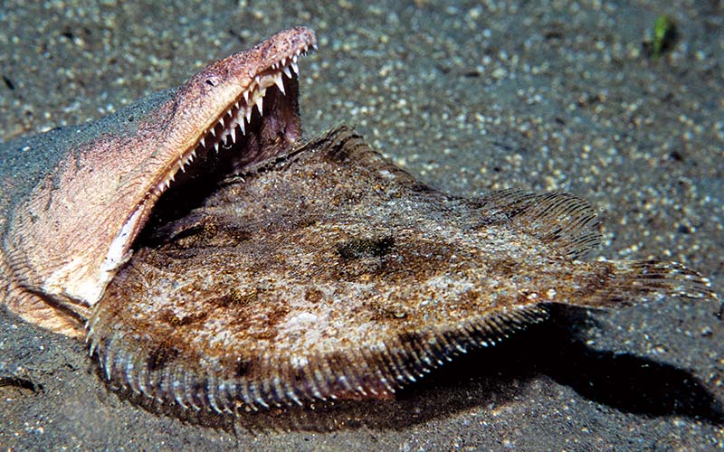 Stargazer snake eel has a flounder in its toothy jaw