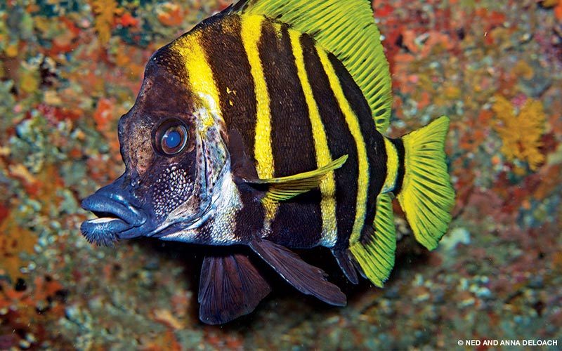 Striped boarfish hanging out beneath a ledge. The fish looks like it has a beard on its lower lipl