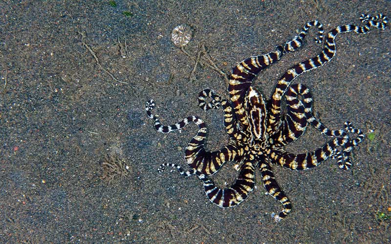 Striped octopus on the sea floor