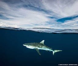 A sun-dappled gray reef shark patrols beneath a calm surface.