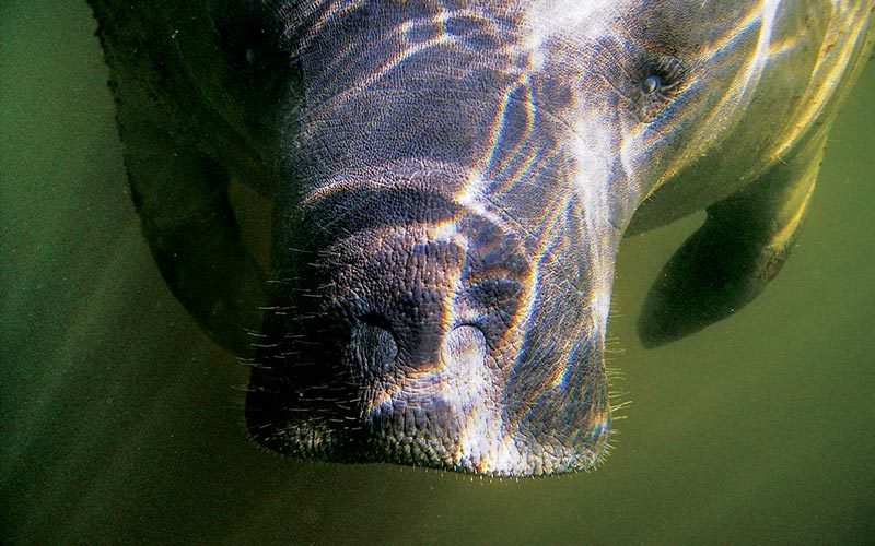 The majestic snout of a manatee