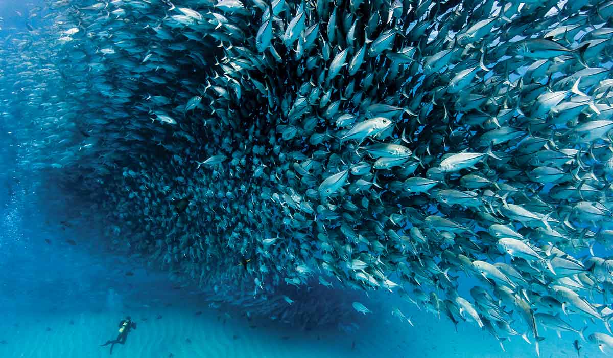 Thousands of schooling jacks dwarf a nearby diver
