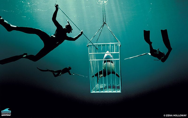Three freedivers jab a shark in a cage