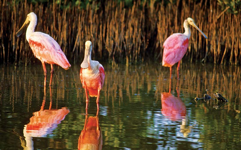 Three pink spoonbills stand in water