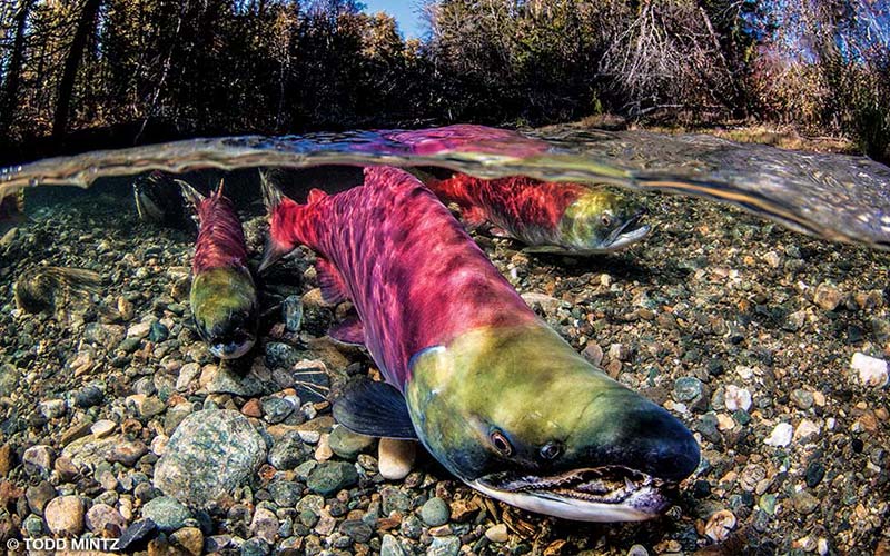 Three ugly sockeye salmon look rainbow in color