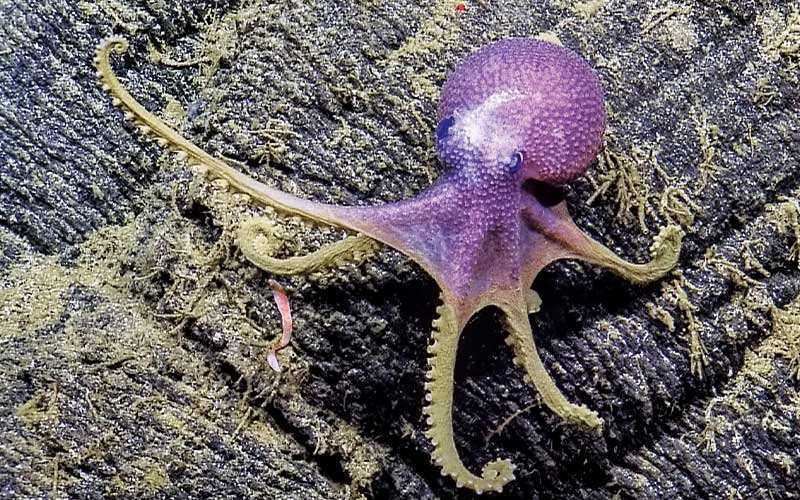 Tiny purple octopus on a rock