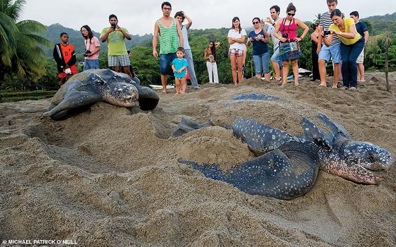 Tourists-surround-two-leatherbacks-on-the-beach