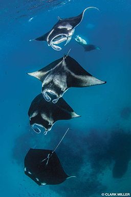 Four manta appear stacked but are swimming in the ocean