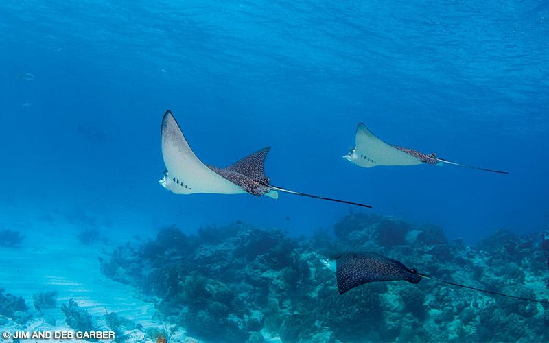 Three eagle rays float above corals
