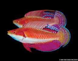 Two pink Tono fairy wrasses swim side by side