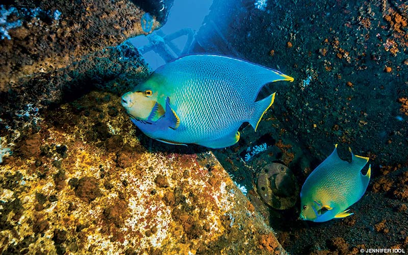 Two blue angelfish swim through shipwreck