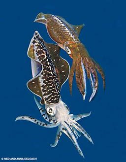 Two competing male squids