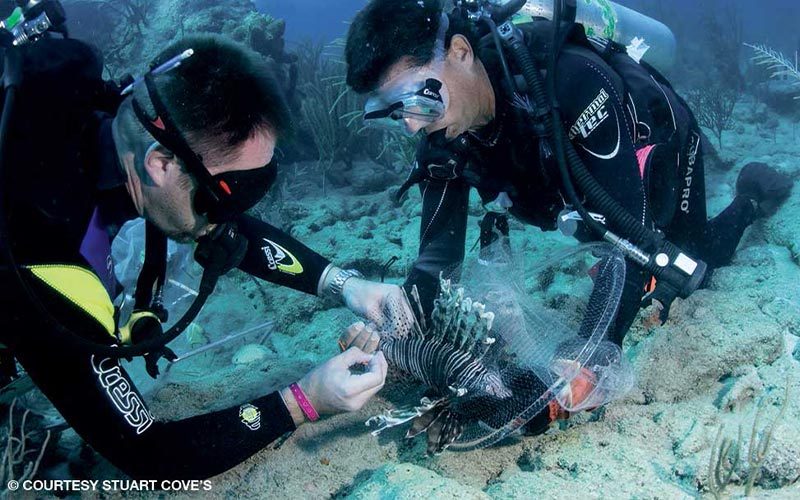 Two divers tag a lionfish