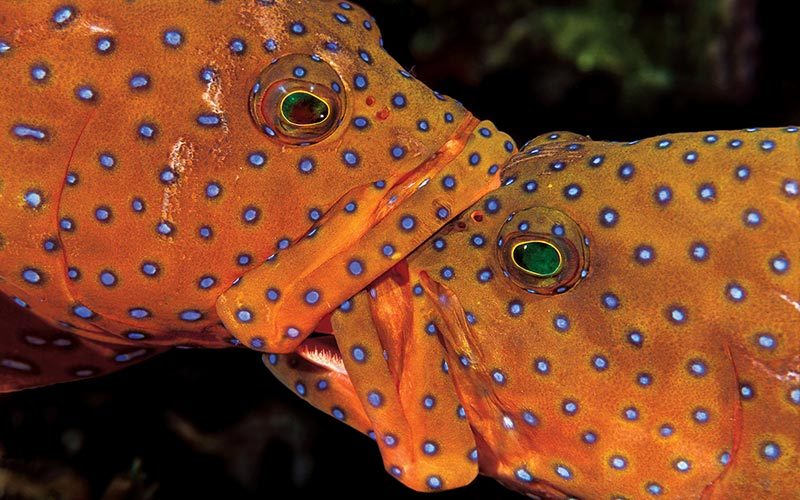 Two orange fish appear to be kissing when in actuality one fish is biting the face of the other