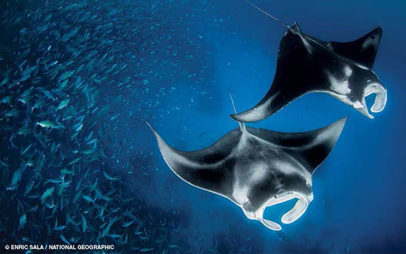 Two manta rays swim away from a group of fish