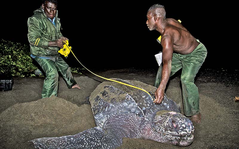 Two men work together to measure the size of a sea turtle
