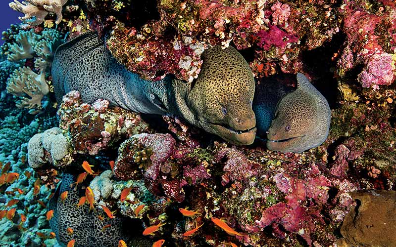 Two moral eels poke heads out of corals