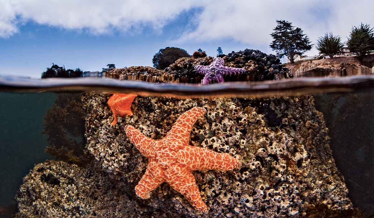 Two orange starfish and a purple starfish are stuck to a rock