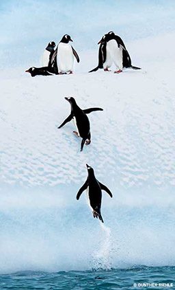 Two penguins hop out of water to join two larger group of penguins