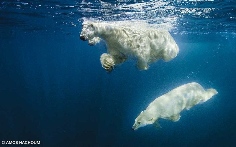 Two polar bears swim through ocean
