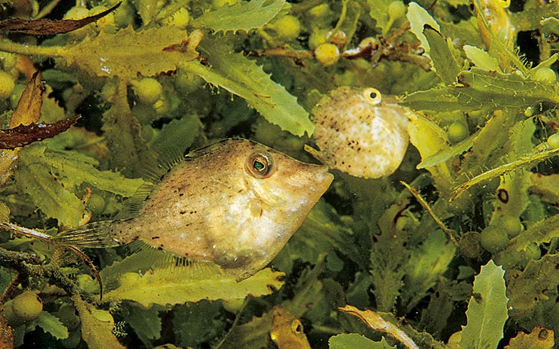 Two puffy fish in a sargassum plant