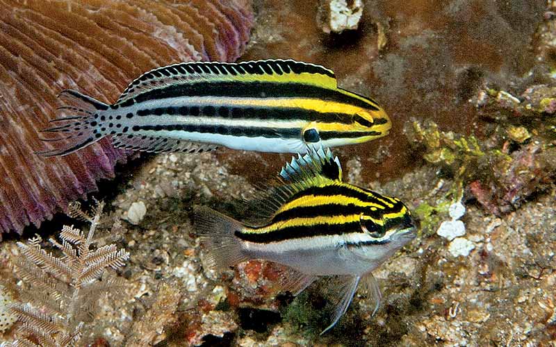 Two striped fish
